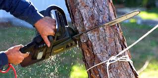 Best Tree Health Inspection  in Rockfish, NC