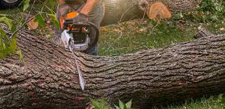 Best Tree Preservation Services  in Rockfish, NC