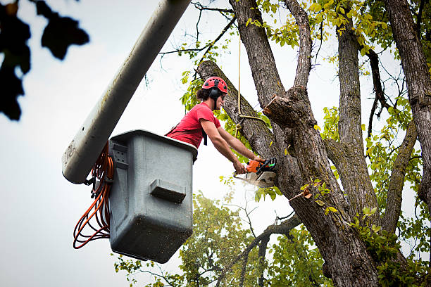 Best Tree Disease Treatment  in Rockfish, NC